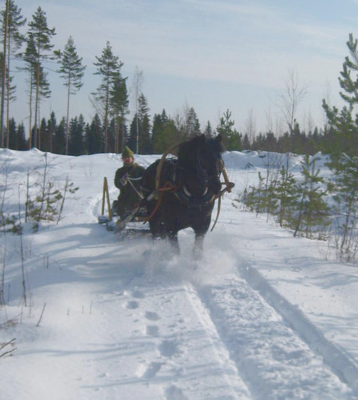 Velmu pulling a sleigh