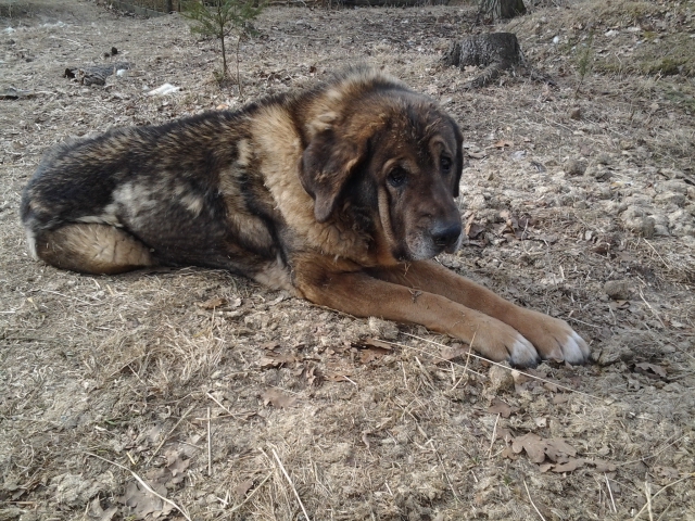 Muusa the dog