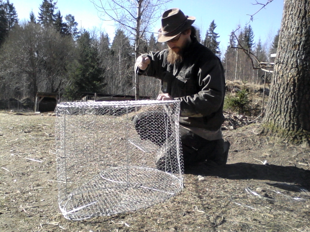 Assembling a fish trap, "katiska"