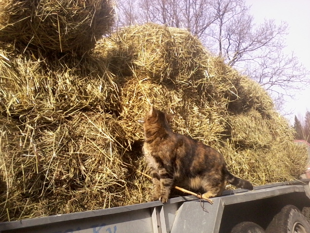 The cat inspecting a load of hay