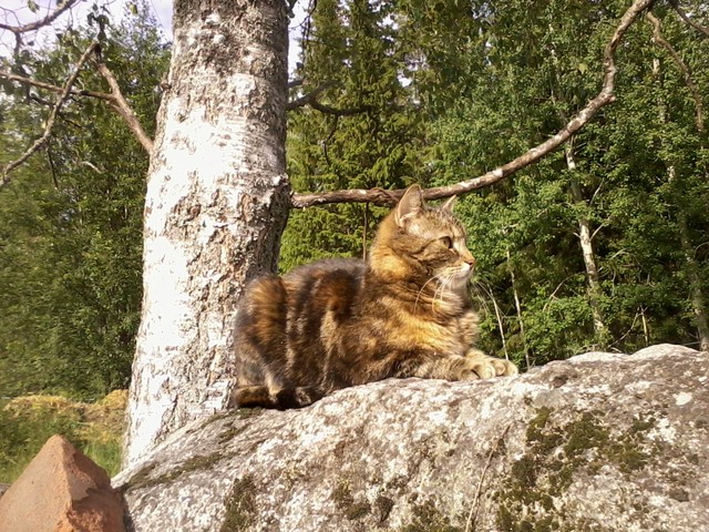 The cat