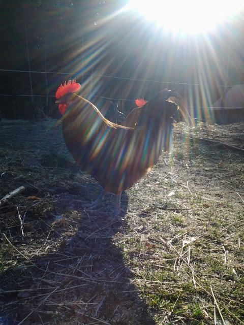Roosters early in the morning