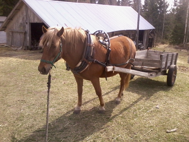 Raiku pulling a cart