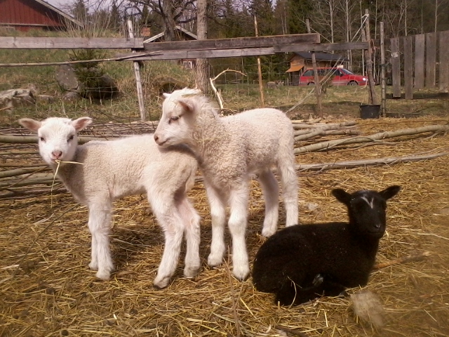 lambs