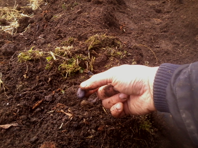 sowing broad beans (vicia faba)