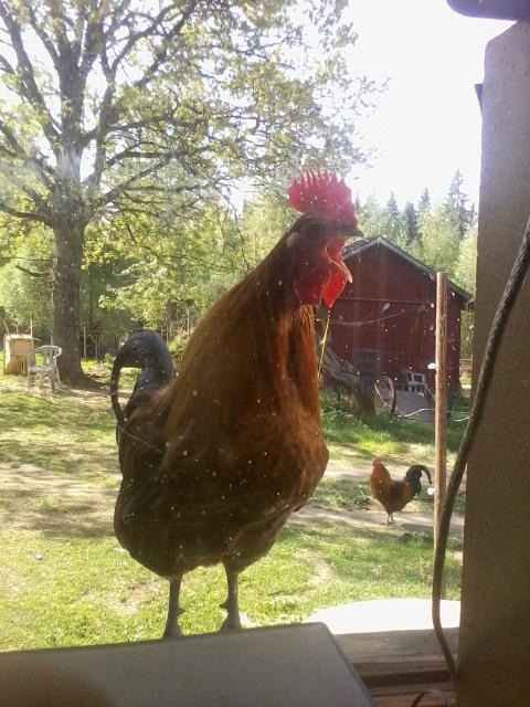 A rooster on a windowsill