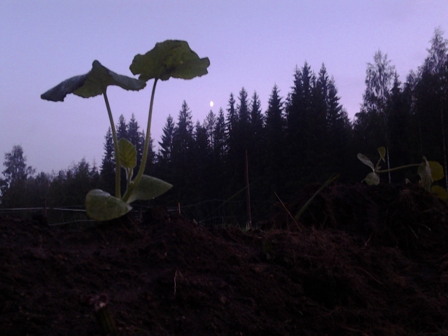 late evening gardening