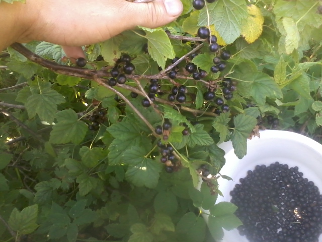 currants, blackcurrants