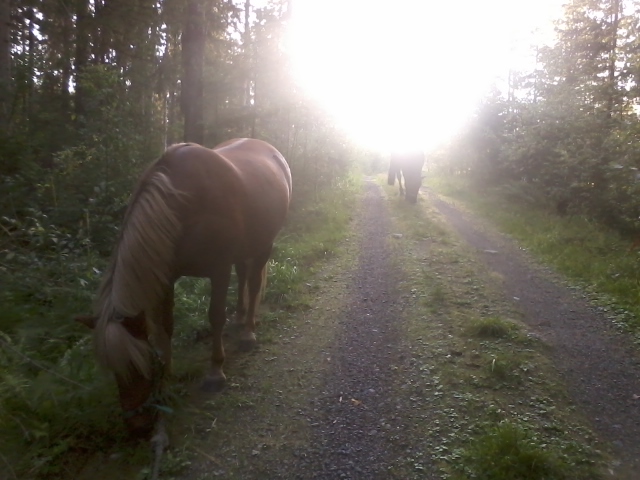 evening walk