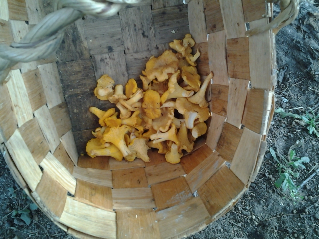 chanterelle