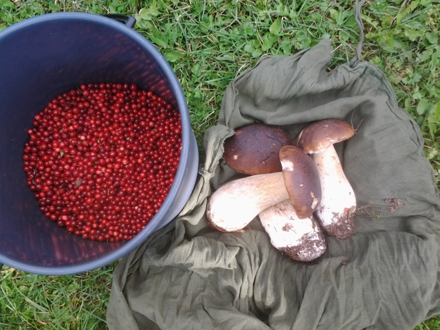 a small morning walk yielded these