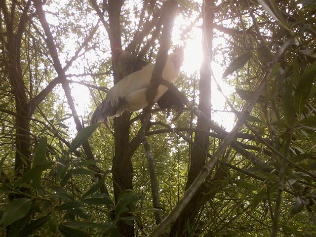 Roosters napping in a tree
