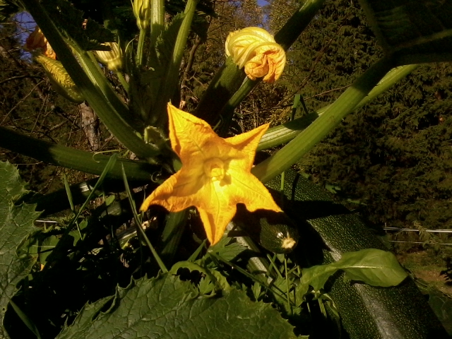 late blooming zucchini