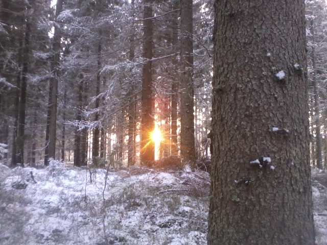 evening sun