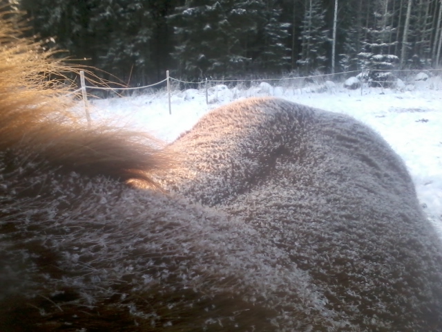 Snow on Raiku's back
