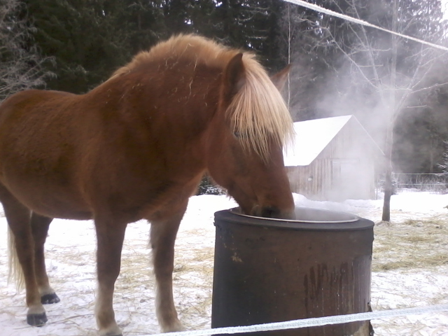 Raiku drinking hot water