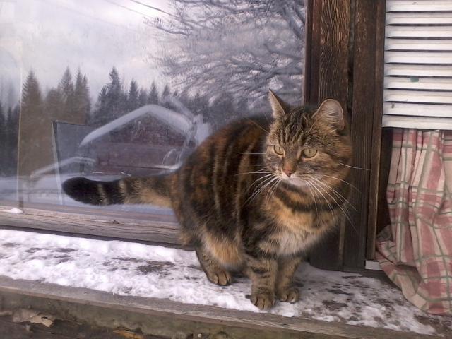 Viikunia the cat