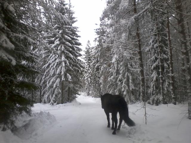 An evening walk