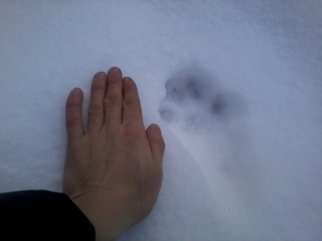 fresh lynx tracks near my yard