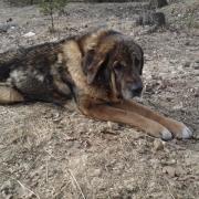 Muusa the dog