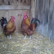 Roosters