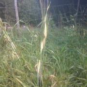 mystery barley