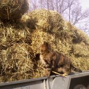 The cat inspecting a load of hay