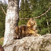 The cat