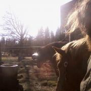 springtime radiance with my horses