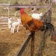 A rooster on a fence