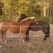 horse friendship