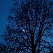 Half moon and the oak
