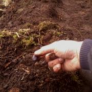sowing broad beans (vicia faba)