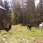roosters and lambs