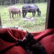 Animals on a rainy day