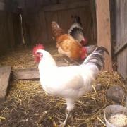 roosters, again =)