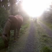 evening walk