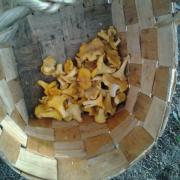 chanterelle