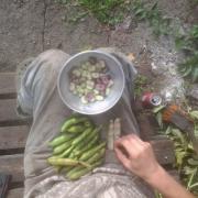 harvesting broad beans
