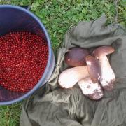 a small morning walk yielded these