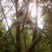 Roosters napping in a tree