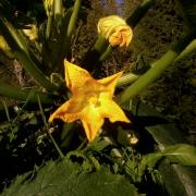 late blooming zucchini