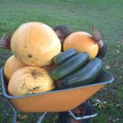 Harvest day