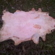 a ram skin