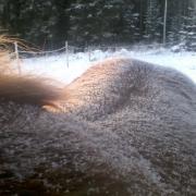 Snow on Raiku's back