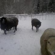 the rams