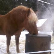 Raiku drinking hot water