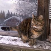 Viikunia the cat