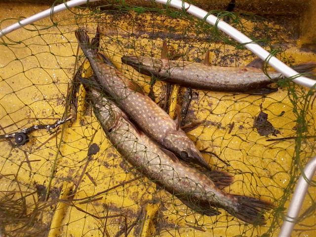 pikes in the boat