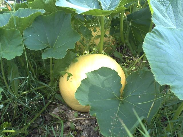 pumpkins